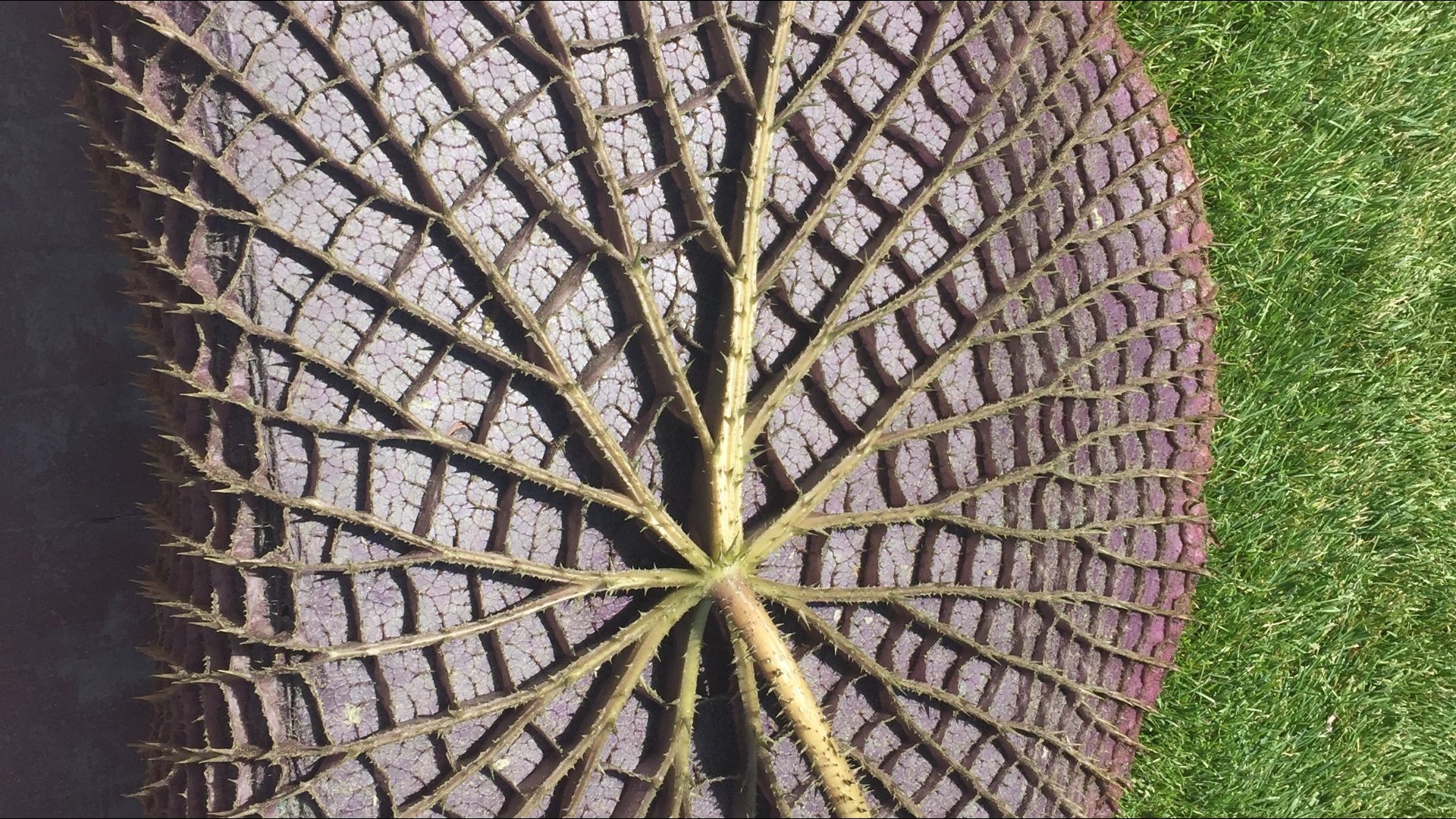 Hudson Gardens' summer concerts canceled for a 4th time