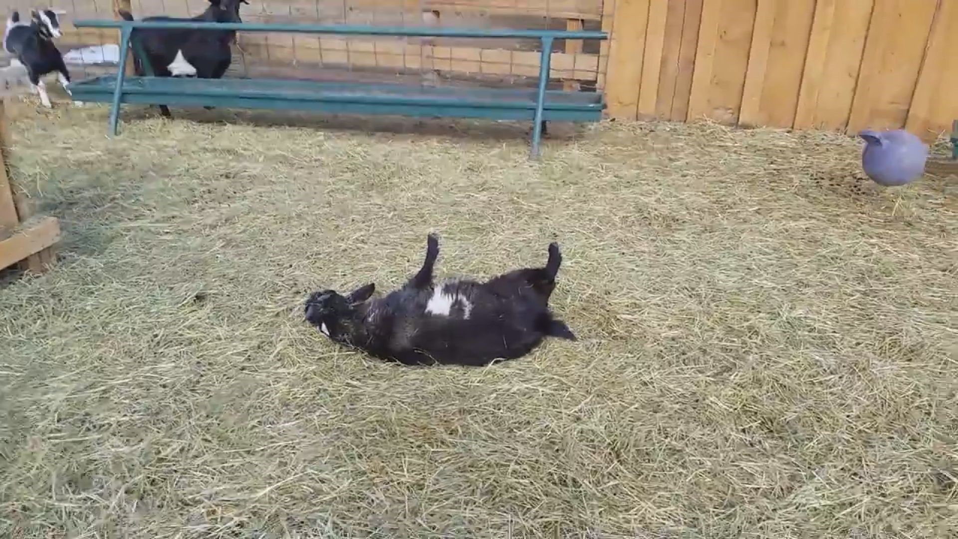 fainting-goats-exist-and-you-can-own-one-9news