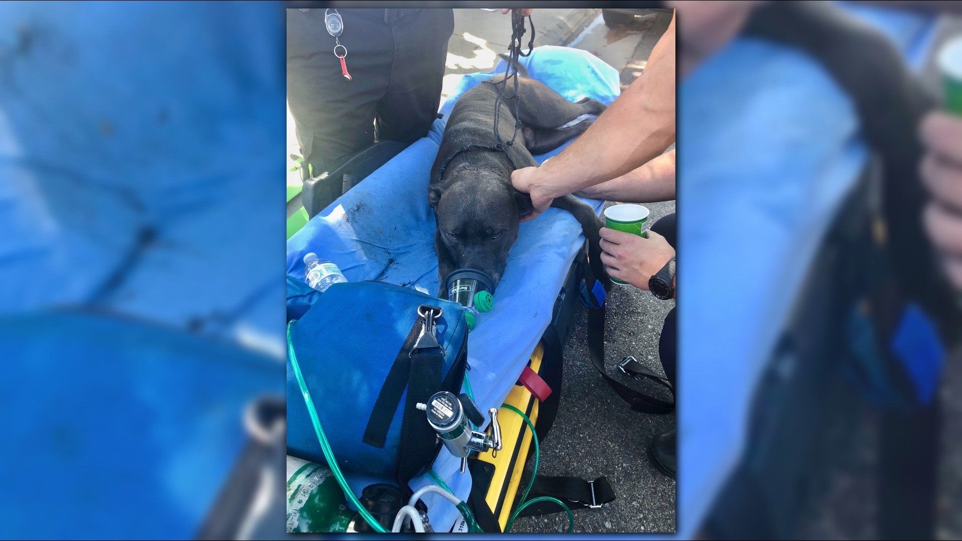 Dog Rescued From Weekend House Fire | 9news.com