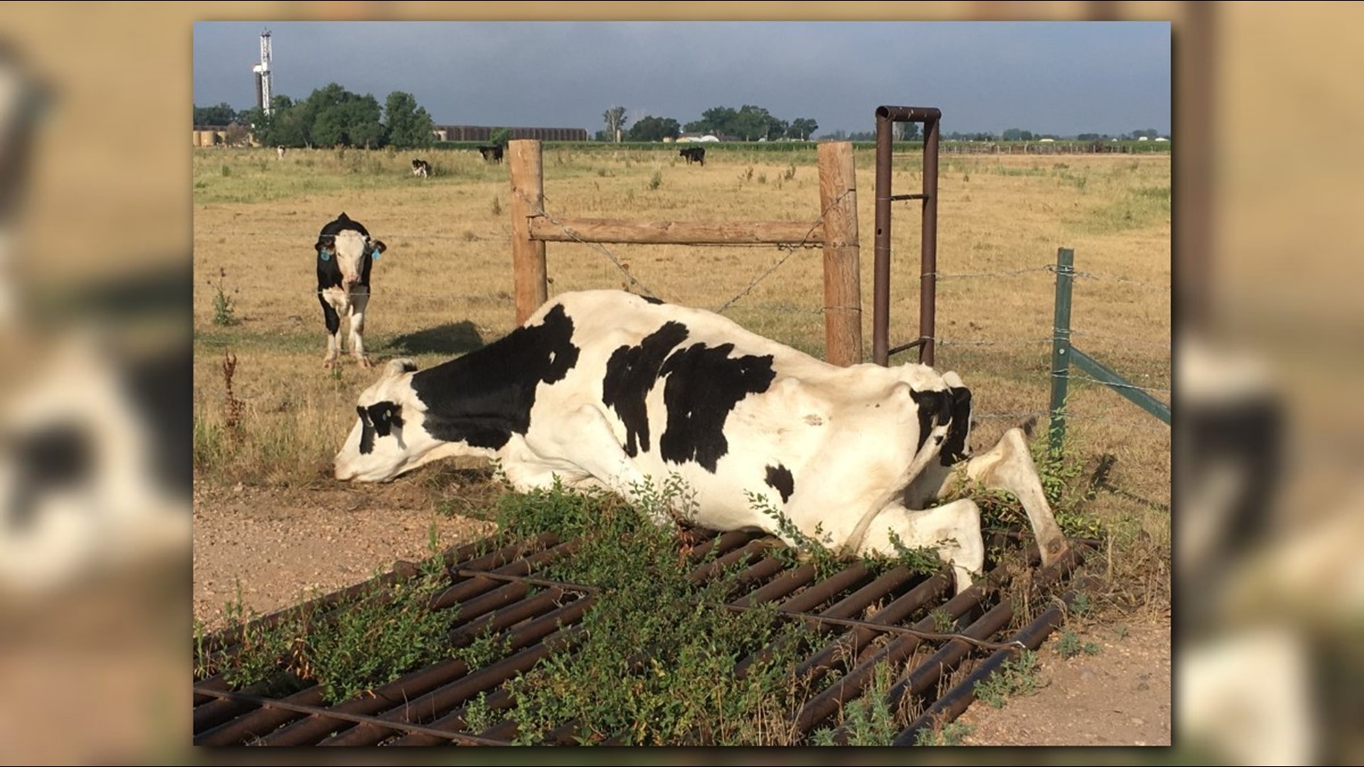 Greeley Fire crews help rescue cow trapped in cattle guard
