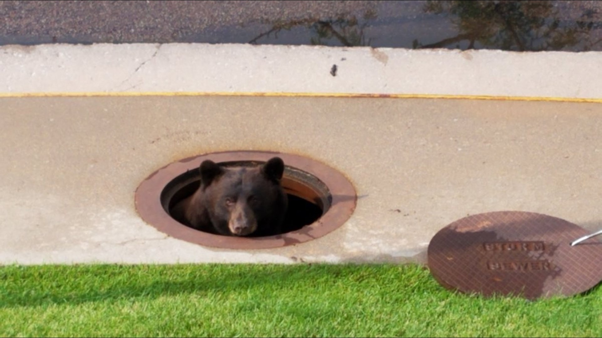 Bear runs out of manhole after it's briefly stuck in Colorado Springs ...