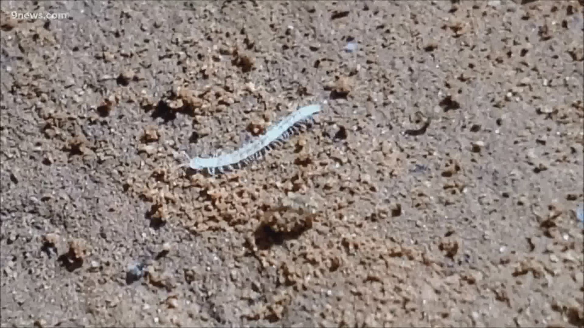 These freaky little guys are some of the smallest cave millipedes in the world.