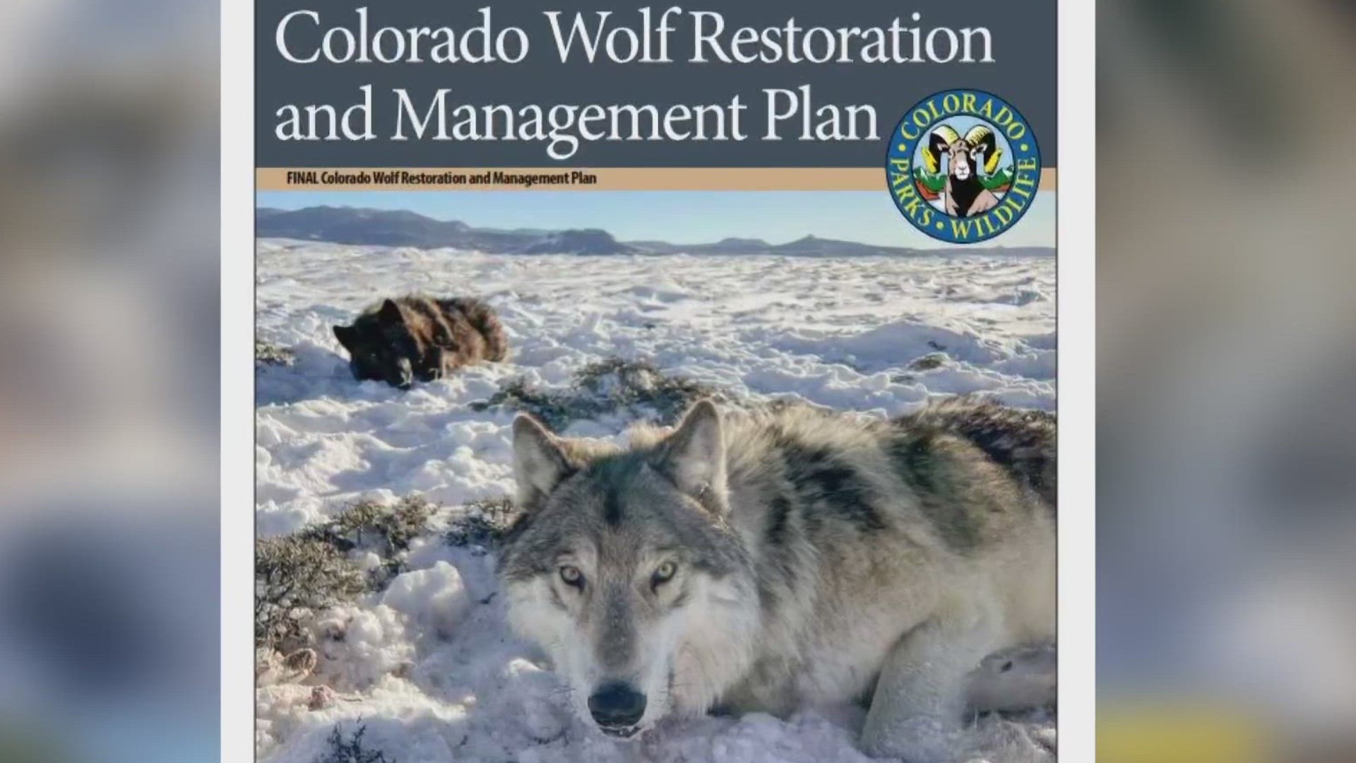 State officials plan to reintroduce wolves to Colorado by the end of 2023.