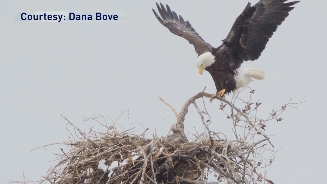 Bald eagles have found themselves a new home: Suburbia - Los Angeles Times