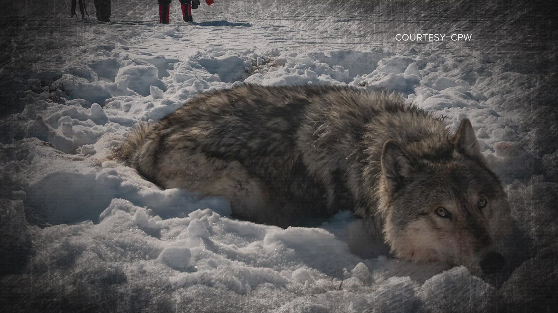 The U.S. Fish and Wildlife Service (USFWS) plans to give the state authority to make its own rules for grey wolf management, including when someone can kill a wolf.