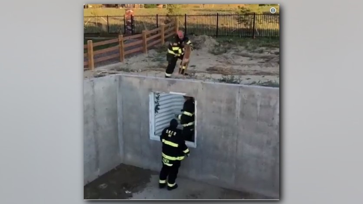Off-duty firefighters help rescue fawn from a basement -- and then a ...