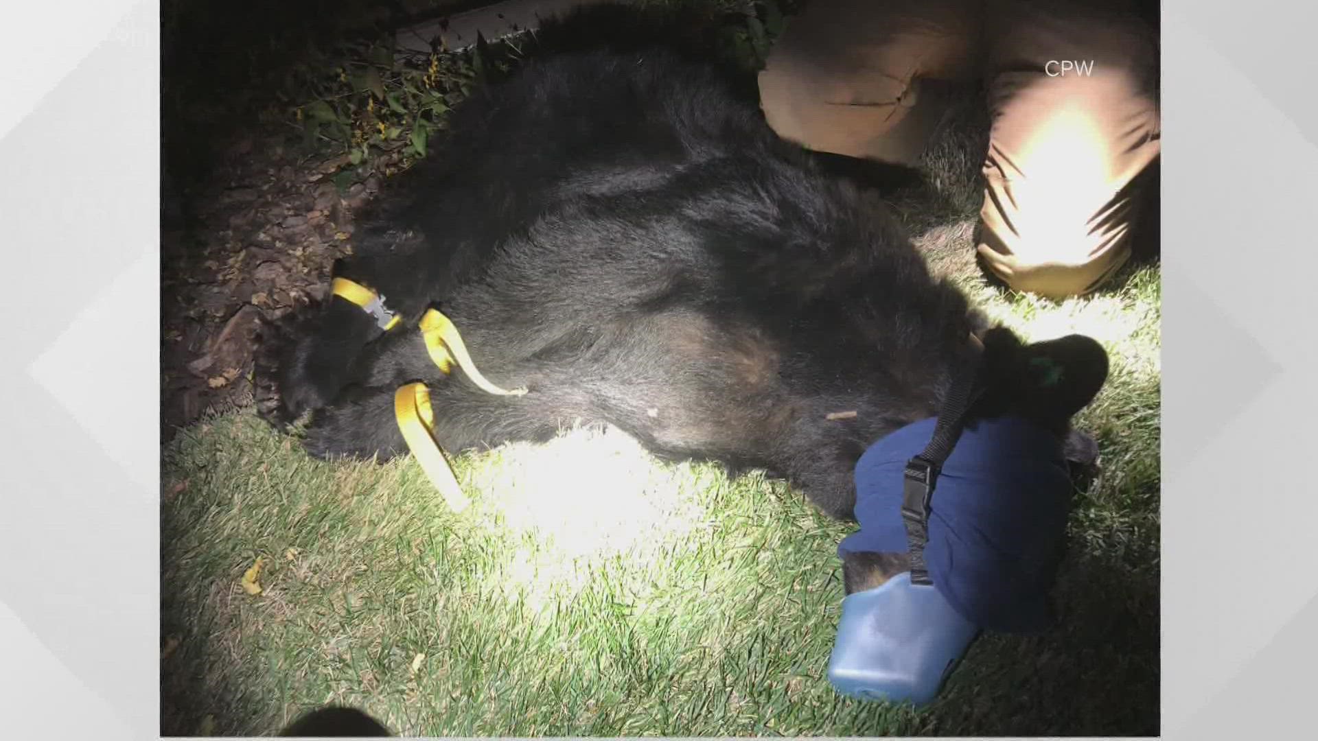 CPW said the bear was found in the 2400 block of South Jackson Street Friday night.