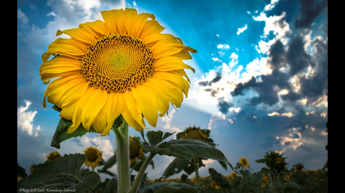 Are you allowed to photograph Colorado sunflower fields?