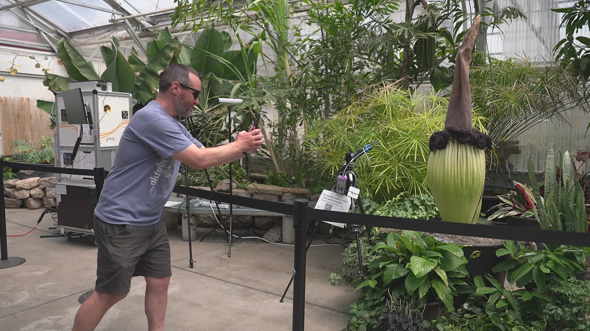 The public can view the blooming corpse flower at Colorado State University. The bloom usually lasts 24-48 hours.