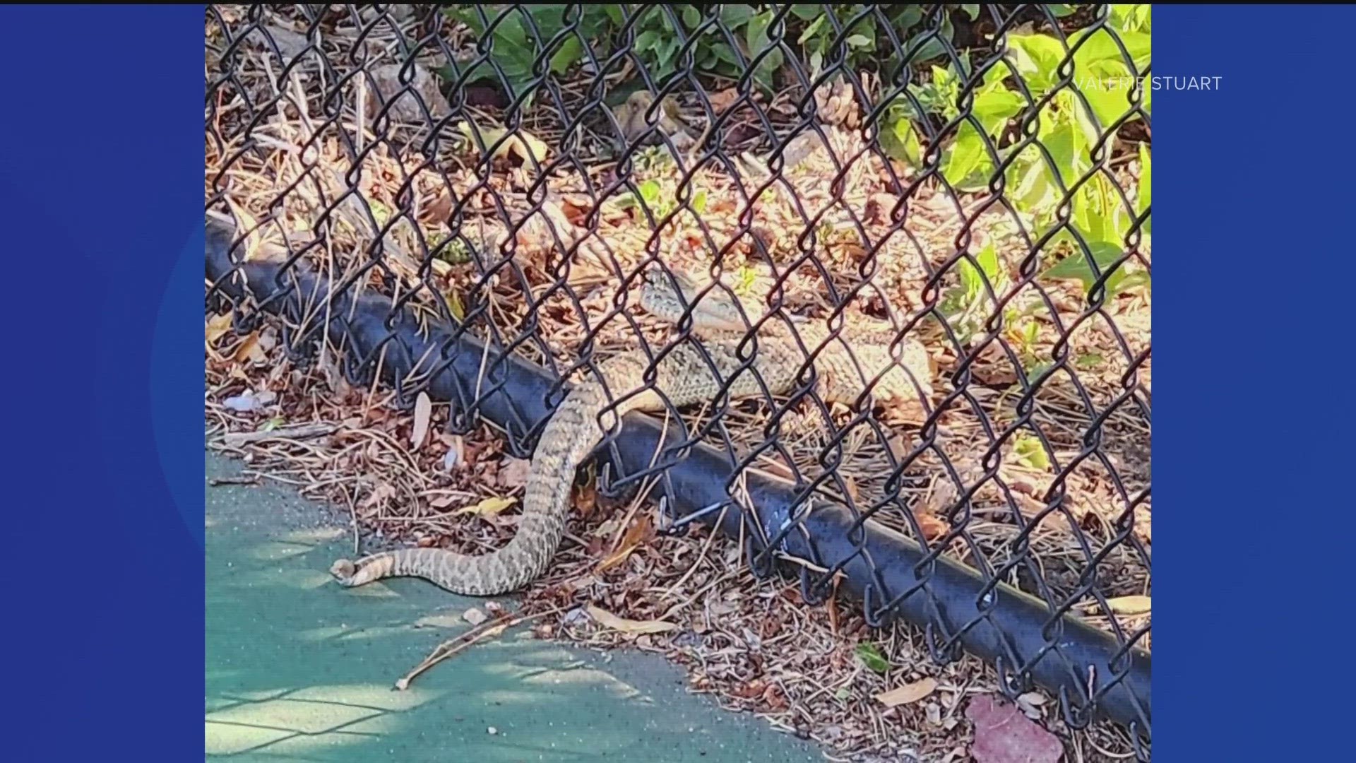 Valerie Stuart was playing pickleball with friends when a large rattlesnake interrupted.