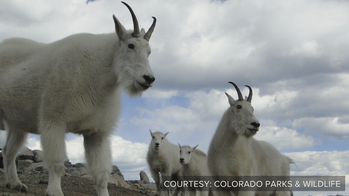 blown learning mountain goats are 