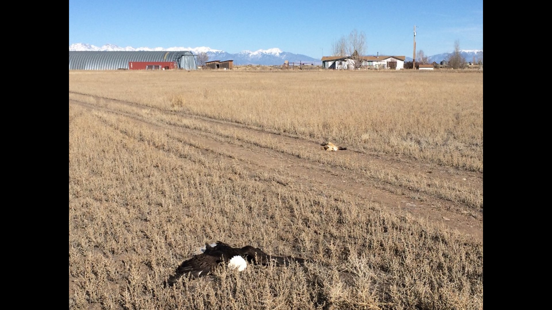 Colorado Man Who Wanted To Kill Coyotes Poisons 5 Bald Eagles | 9news.com