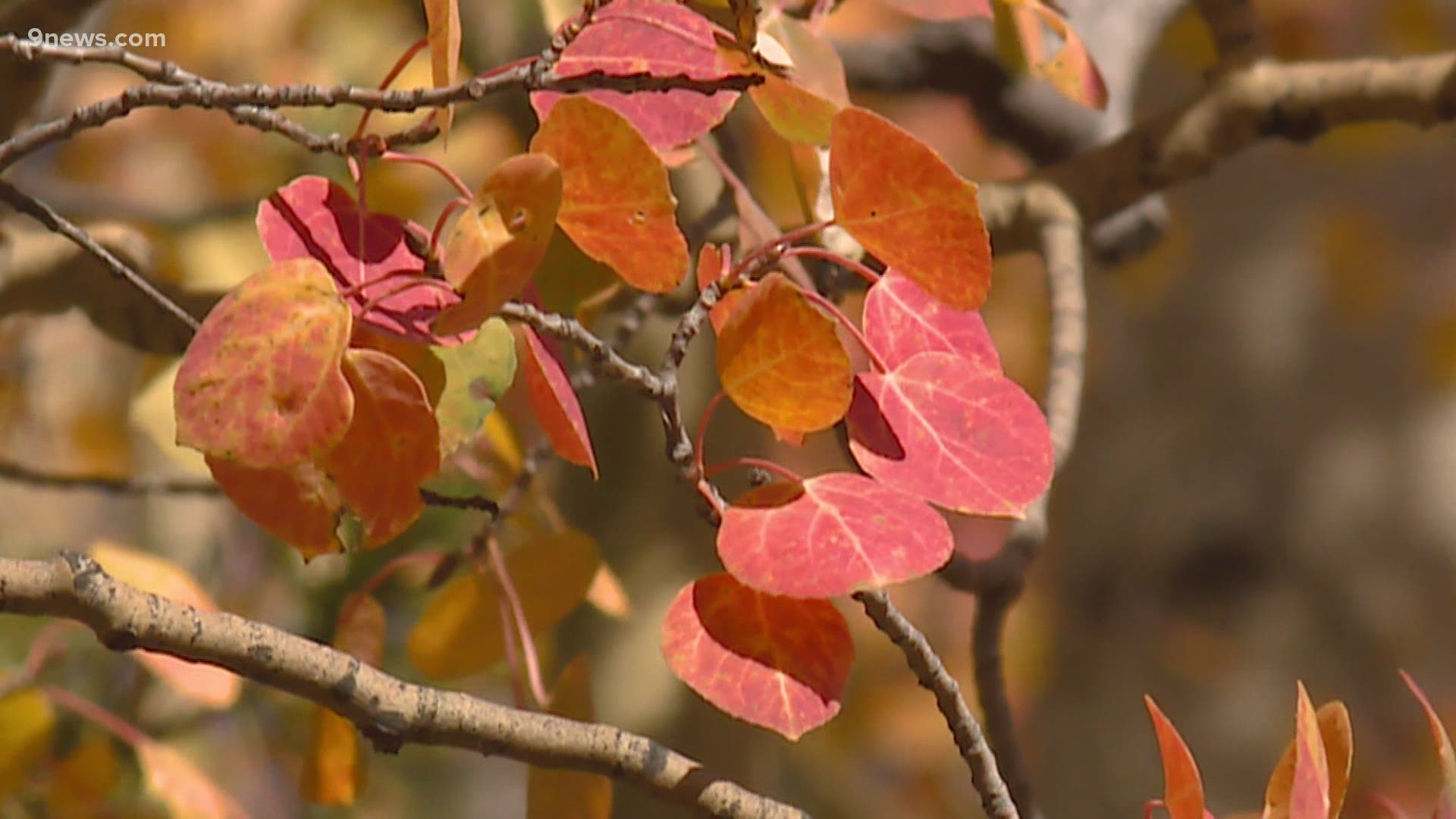 Unseasonably warm and cold temperatures will lead to a different fall in Colorado.