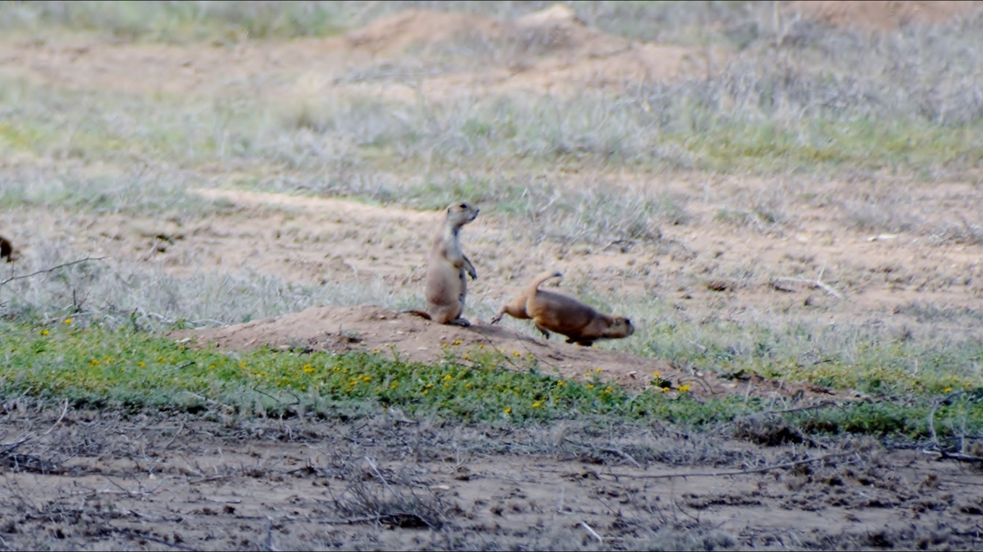CPW distributes peanut butter pellets laced with plague vaccine