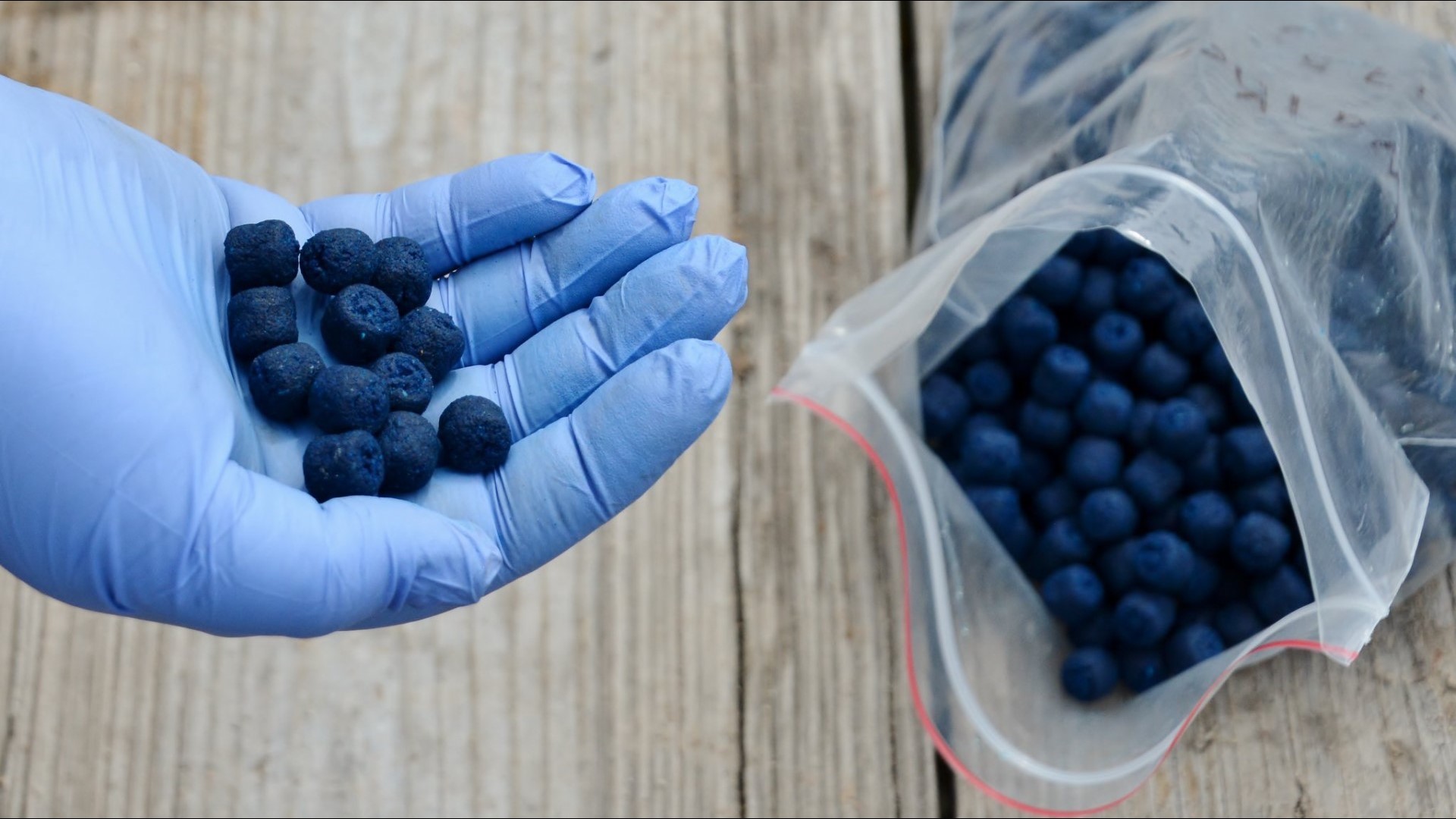 CPW distributes peanut butter pellets laced with plague vaccine