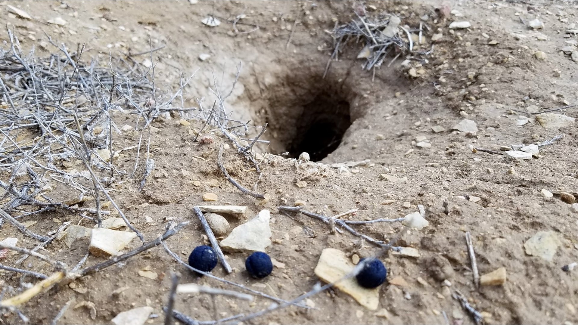 CPW distributes peanut butter pellets laced with plague vaccine