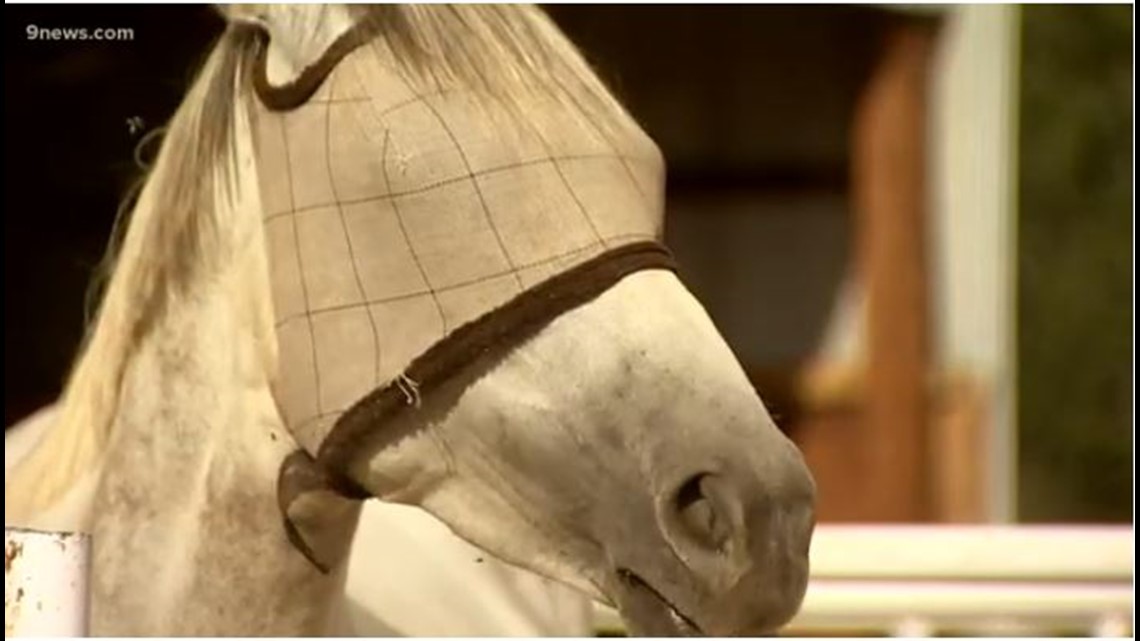 Rare equine disease discovered in horse at Weld County farm