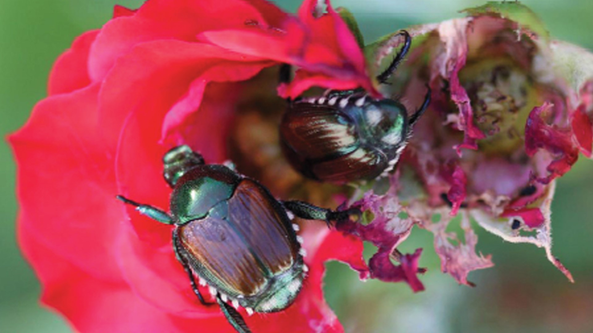 Japanese beetles seem to be everywhere this time of year. Here are some tips on how to get rid of them.