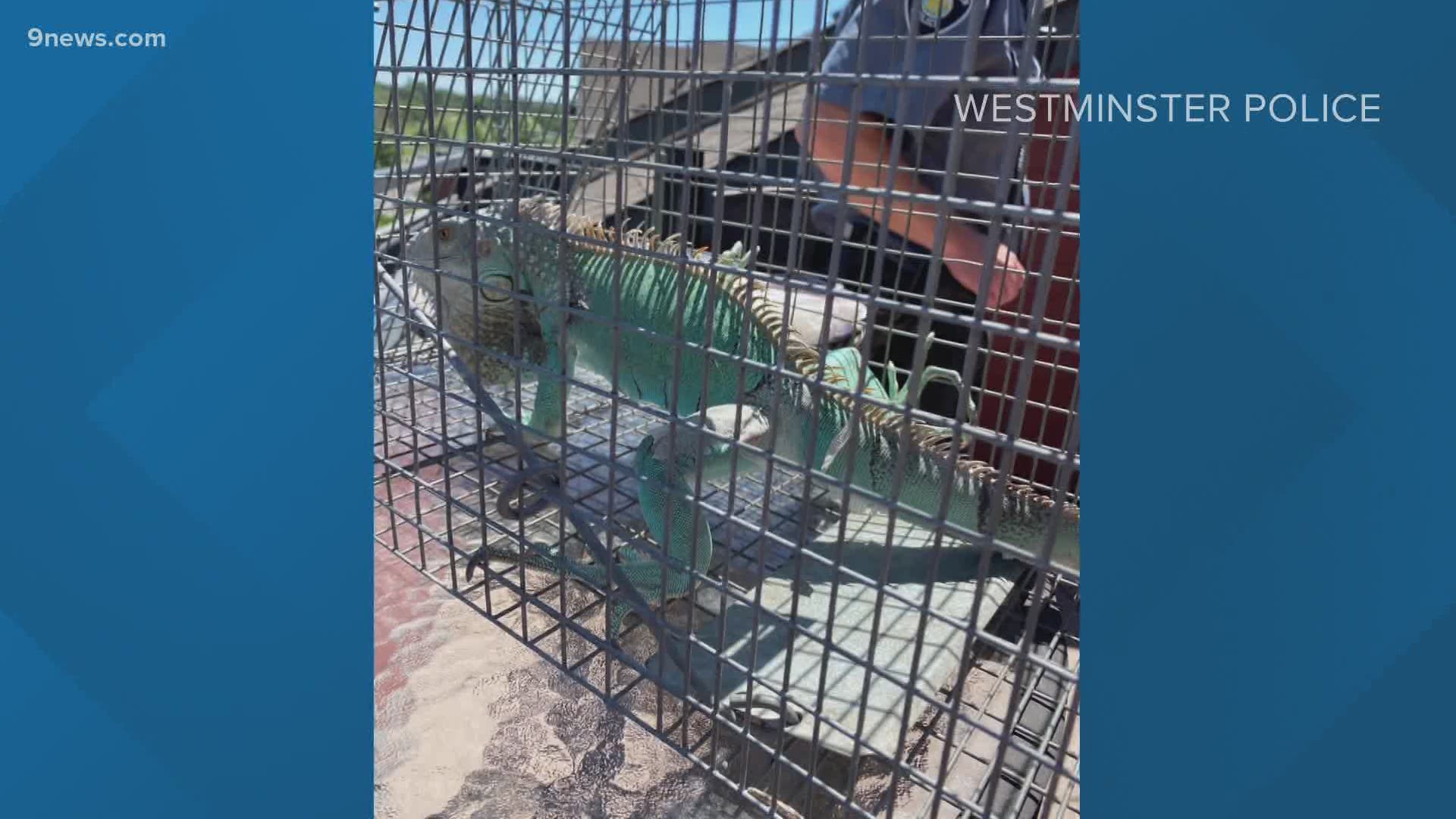 Police say the iguana might be a stray since no one called to report it missing or showed up to claim him.