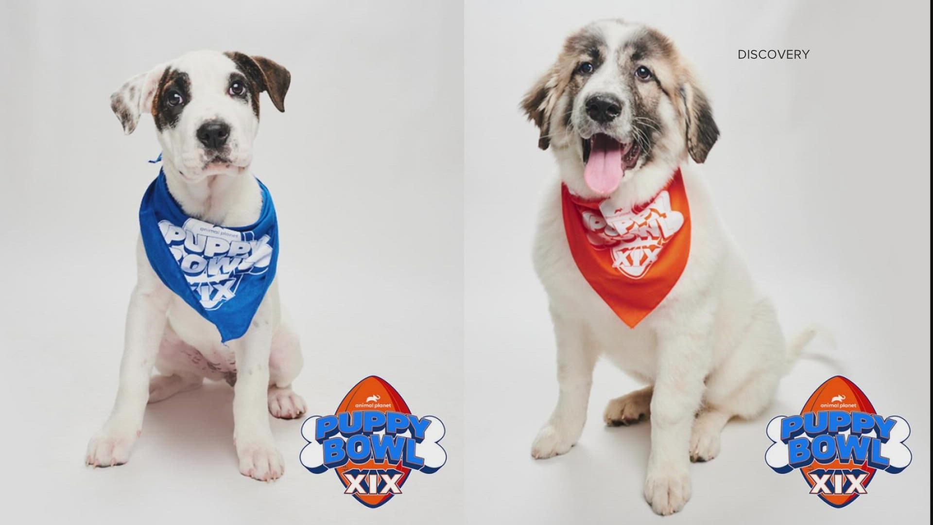 2 Colorado competitors in upcoming Puppy Bowl, map looks at favorite  Christmas movie by state 