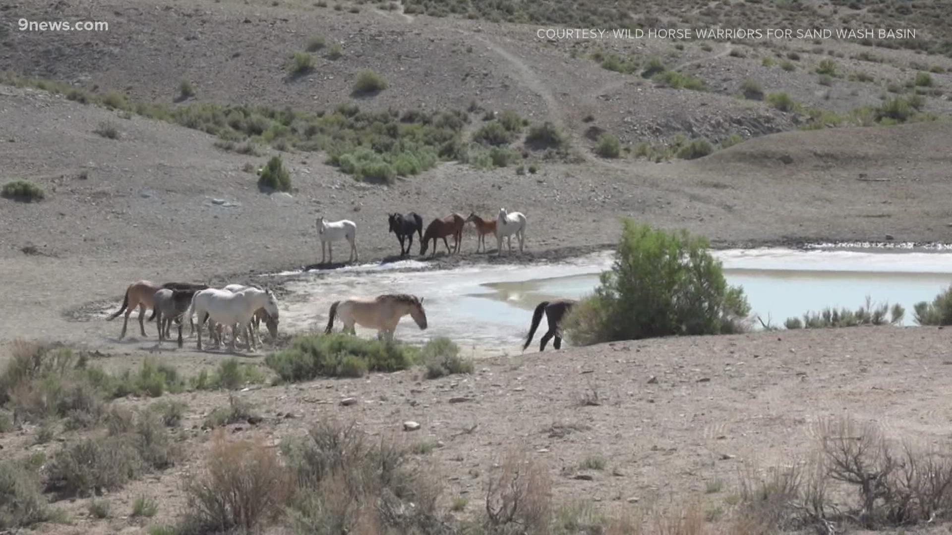 Agency states that drought conditions have taken away too much water supply to sustain horses in Sand Wash Basin.