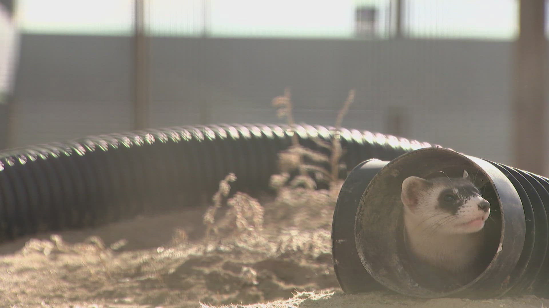 Job cuts hit black-footed ferret conservation effort | 9news.com