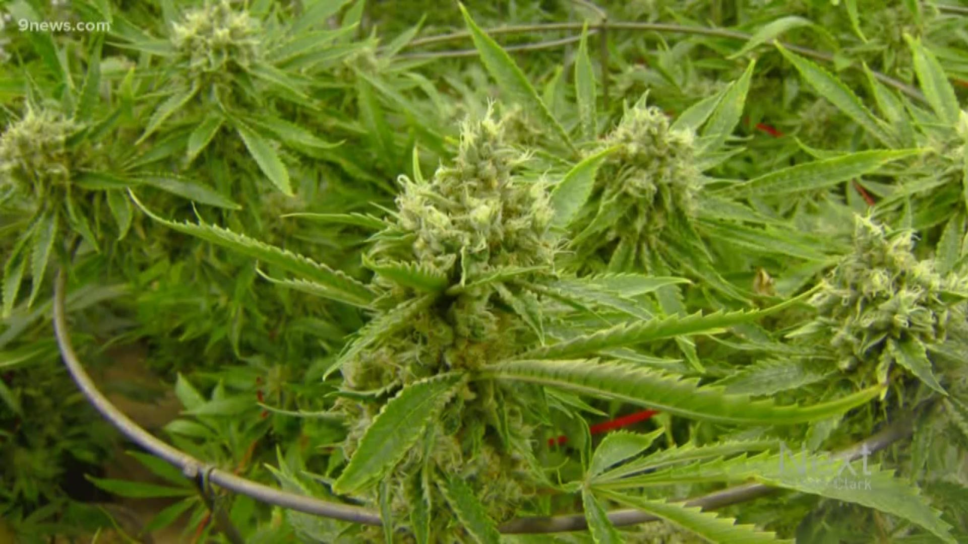 The Colorado state department of health is studying how marijuana affects ozone.