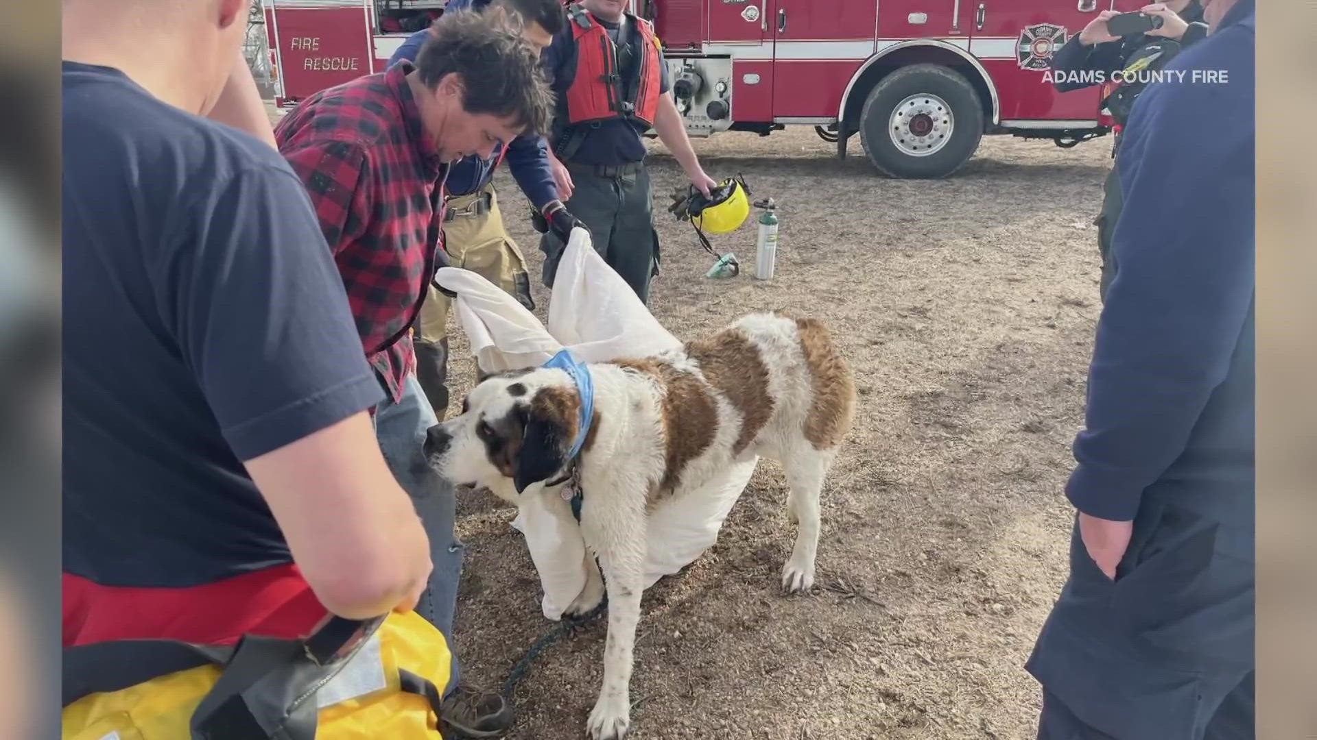 The 155-pound St. Bernard is doing fine after being pulled from the icy water Saturday.