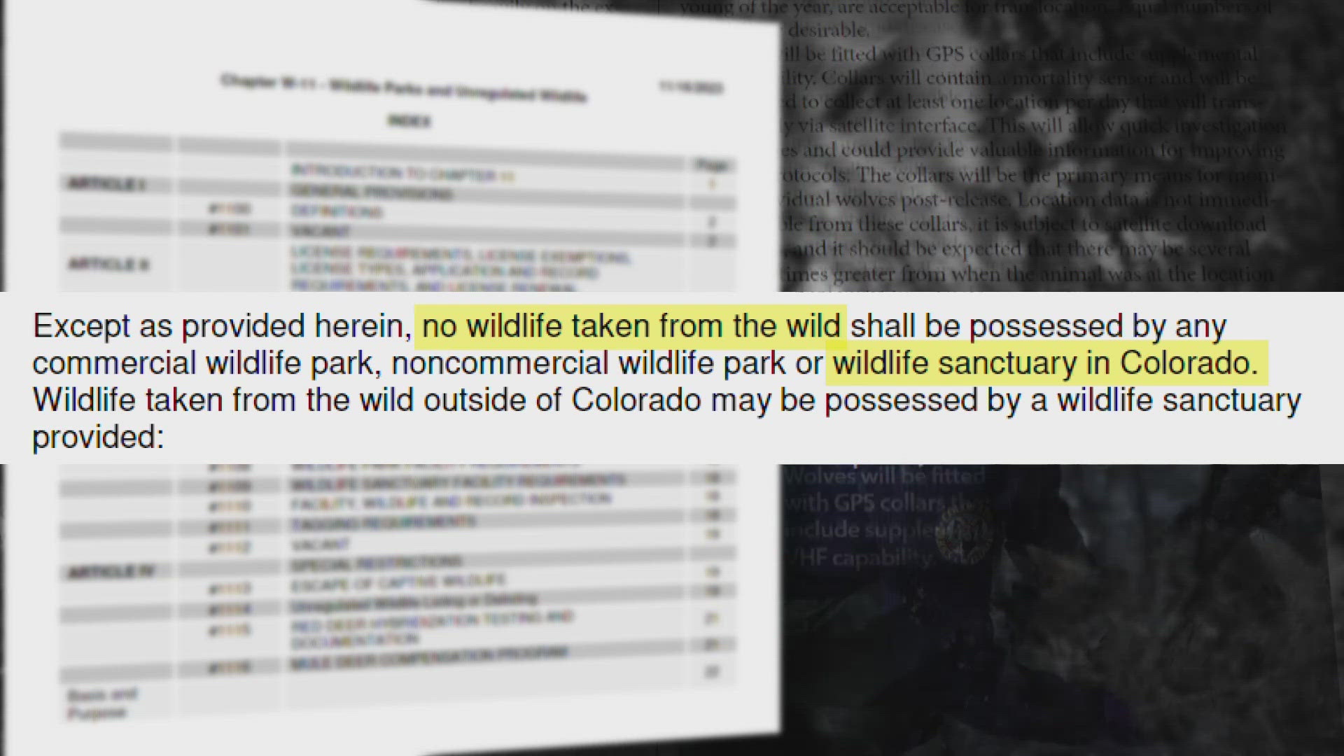 A CPW spokesperson didn't say when employees began trying to capture wolves or if they've succeeded.