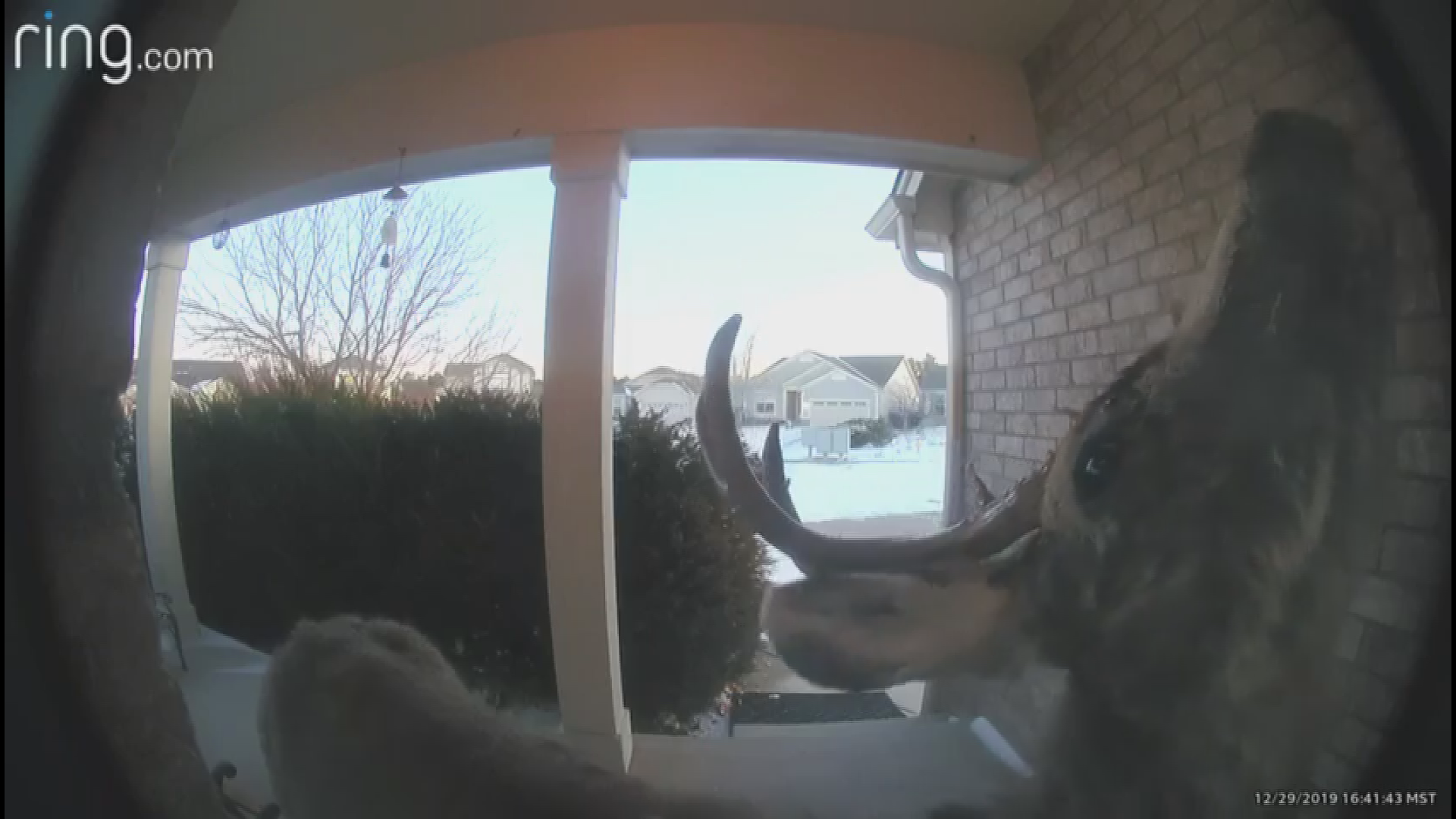 This was the 4th time in 2 weeks the brave buck stopped by, according to 9NEWS viewer Donna Manickchand Ferrin, and the doorbell cam captured everything!