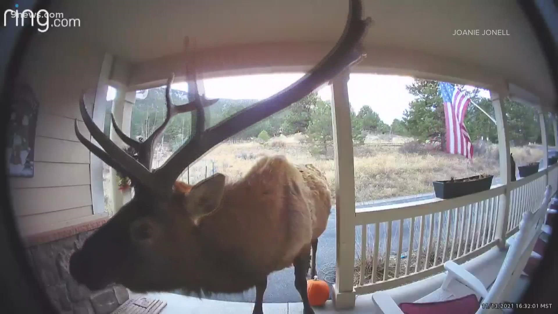 The Most Colorado Thing We Saw Today is a bull elk politely ringing the doorbell to join a girls weekend in Estes Park. Not the ladies you were looking for, big guy.