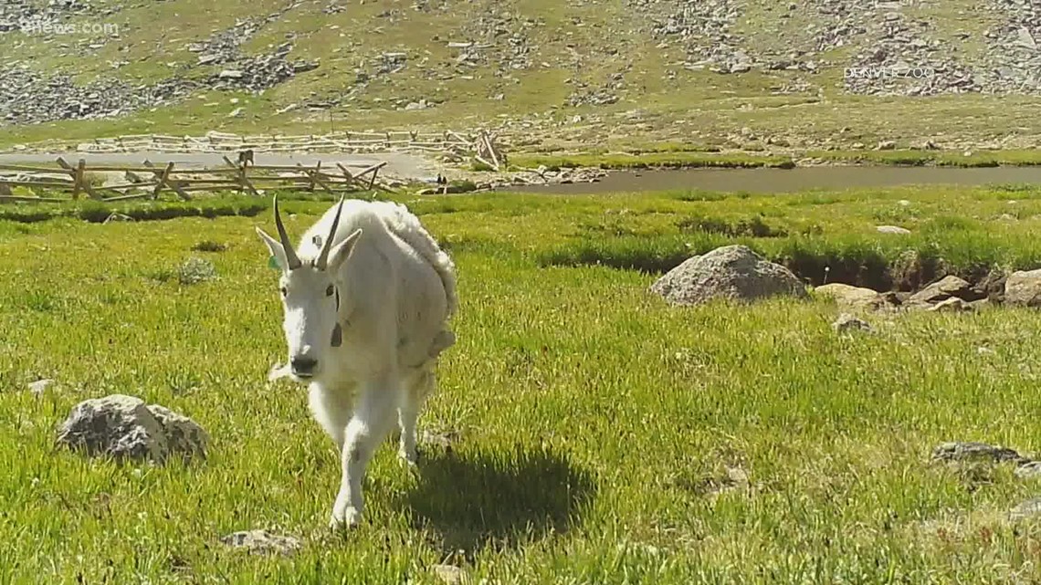 Will mountain lion urine attract mountain lions? Colorado researchers