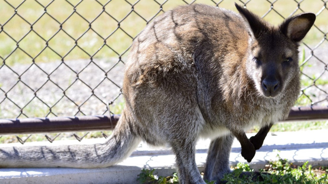Wallaby Escapes From Zoology Foundation In Larkspur 9news Com,Chicken Marinade Sauce Bottle