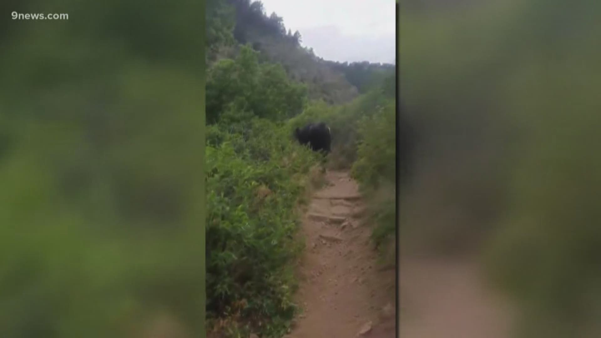 A bull from a nearby ranch is coming and going at a popular Jeffco Open Space, probably in pursuit of good grazing options.