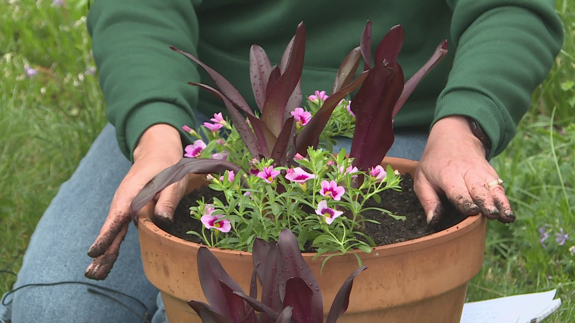 amoena dieffenbachia Dieffenbachia Plant Care - How to Grow Dieffenbachia amoena