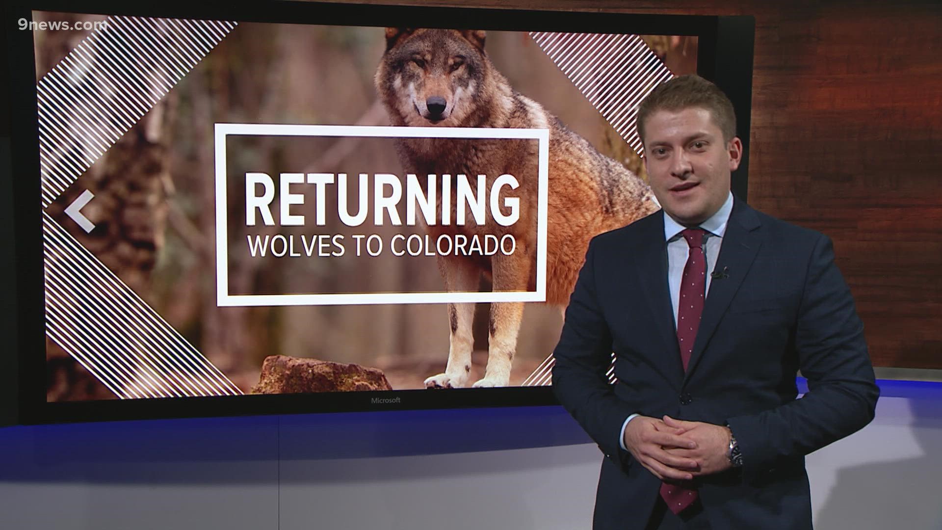 The newest Coloradans are causing all kinds of problems. A look at the options for ranchers trying to coexist with wolves.