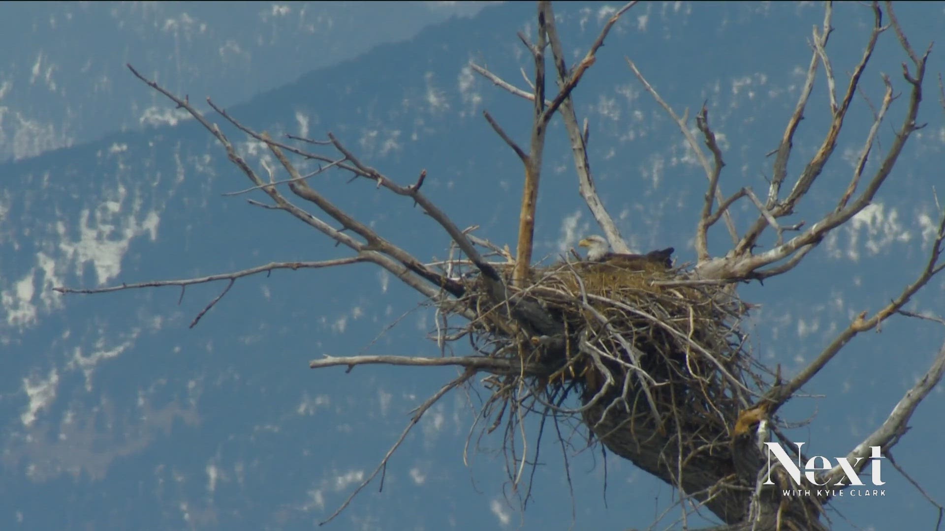More than 300 bald eagles are now nesting in Colorado, according to Colorado Parks and Wildlife.