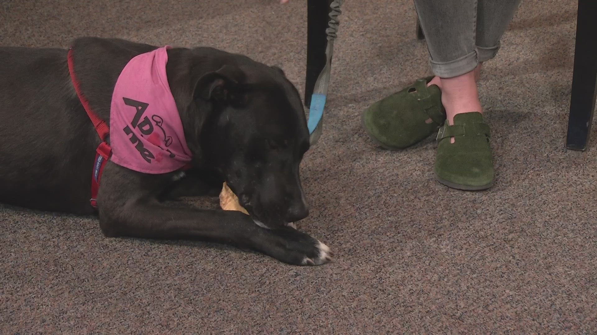 Sparx is up for adoption at Soul Dog Rescue. Go to souldog.org to learn more.