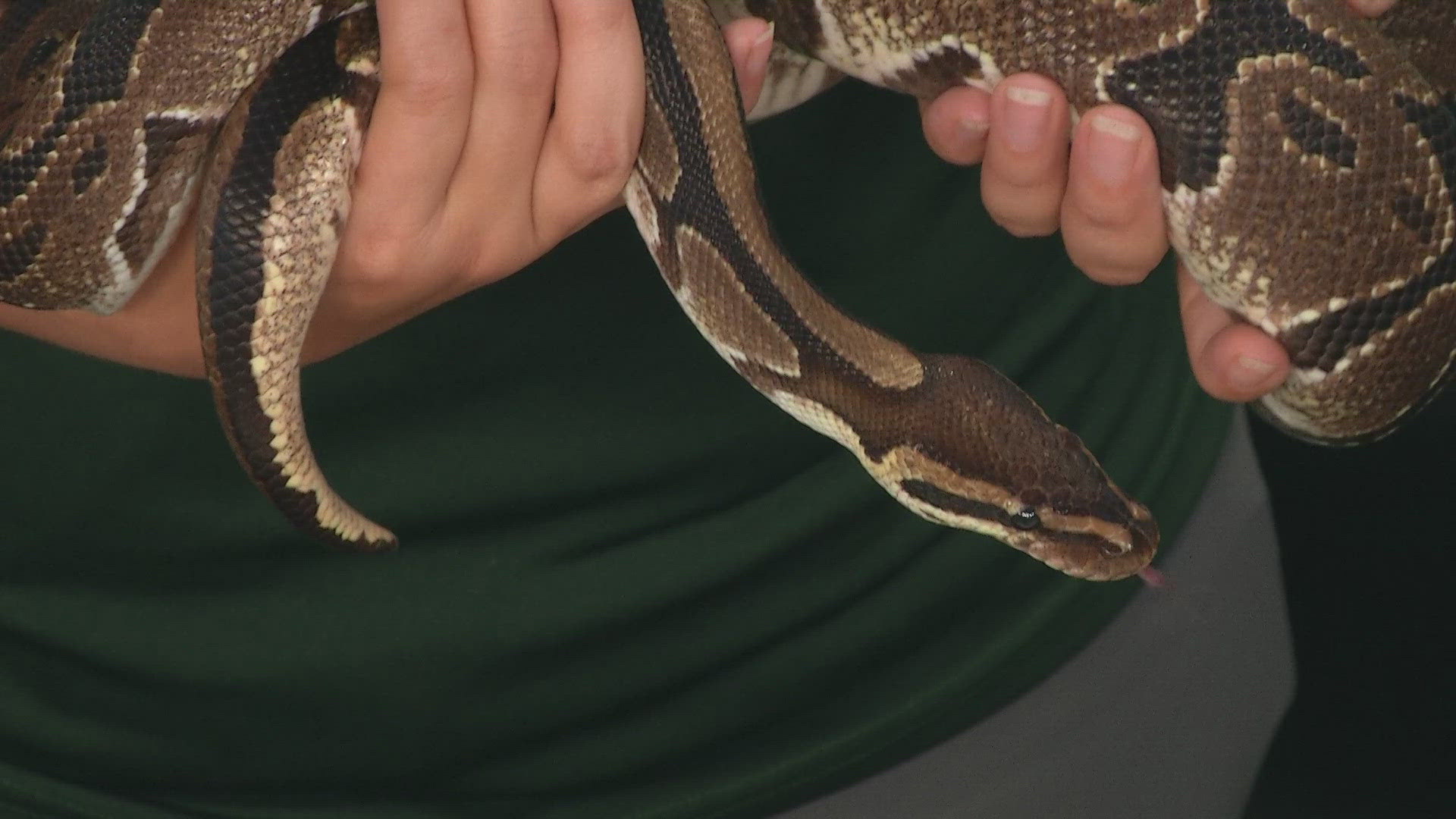 Back by popular demand, the Denver Zoo is bringing back a host of Halloween-themed events with Boo at the Zoo.