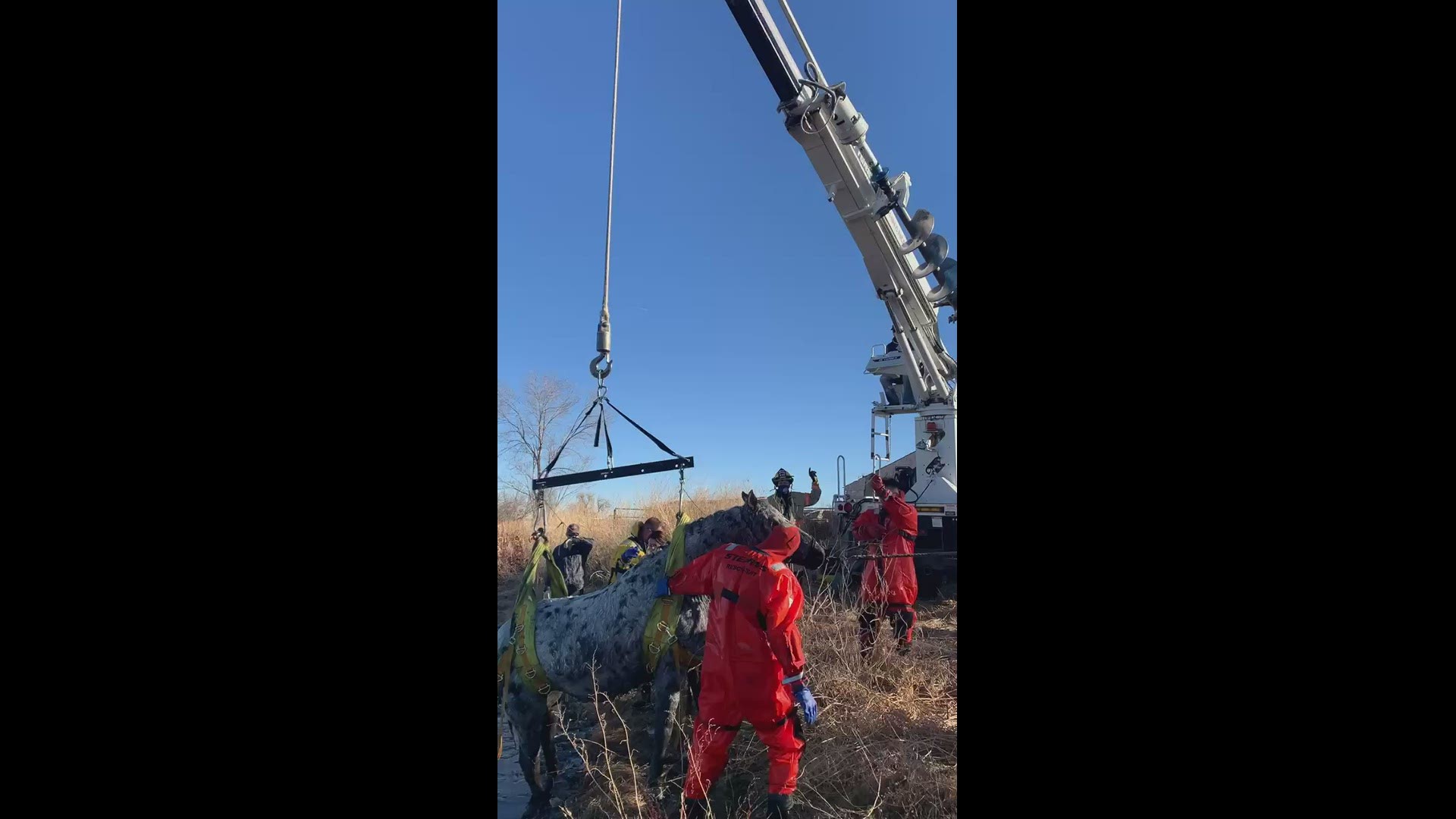 The horse, Buddy, got stuck in the pond overnight and needed help from a City of Loveland crane to get out, according to Loveland Fire Rescue Authority.