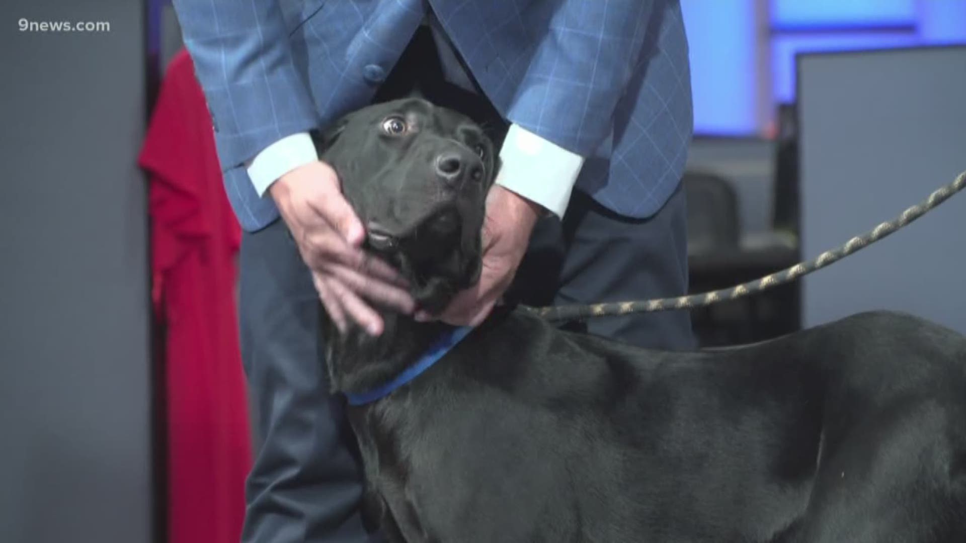 Ducky is in search of a forever home! You can learn more about him or adopt him by reaching out to the Humane Society of the South Platte Valley.