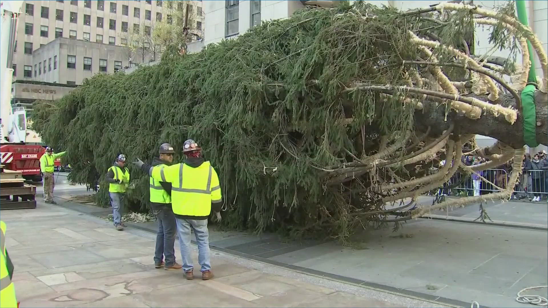 The 11-ton Norway spruce from Massachusetts stands at 74 feet tall and 43 feet wide. The lighting ceremony is scheduled for Dec. 4.