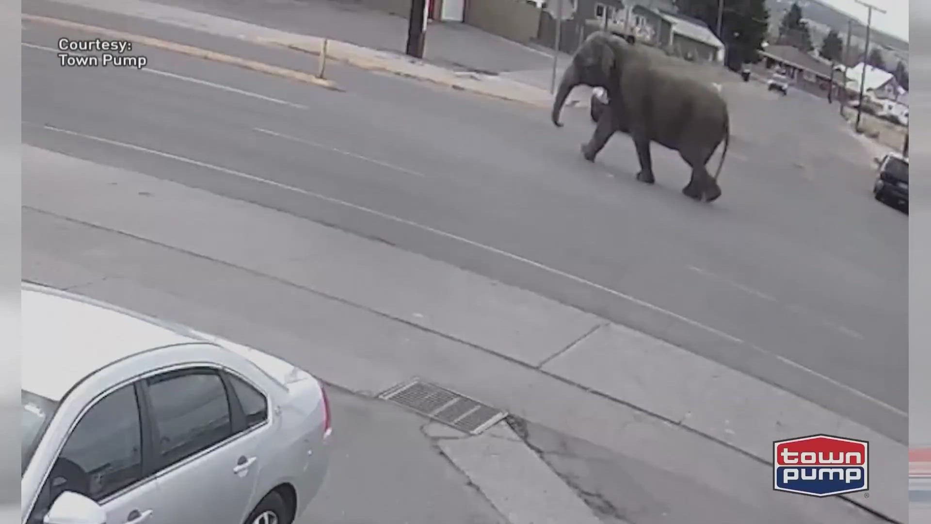 An elephant was spotted roaming the streets of Butte, Montana after escaping from a traveling circus.