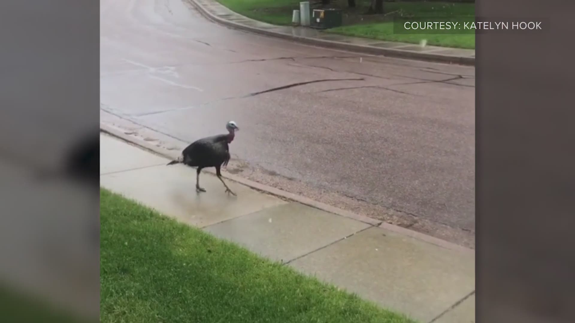 The mail carrier says the turkey got in front of her truck and wouldn't move. So she honked, and that really seemed to tick off the turkey. After harassing her for a while, the Turkey eventually got bored and went on its way.