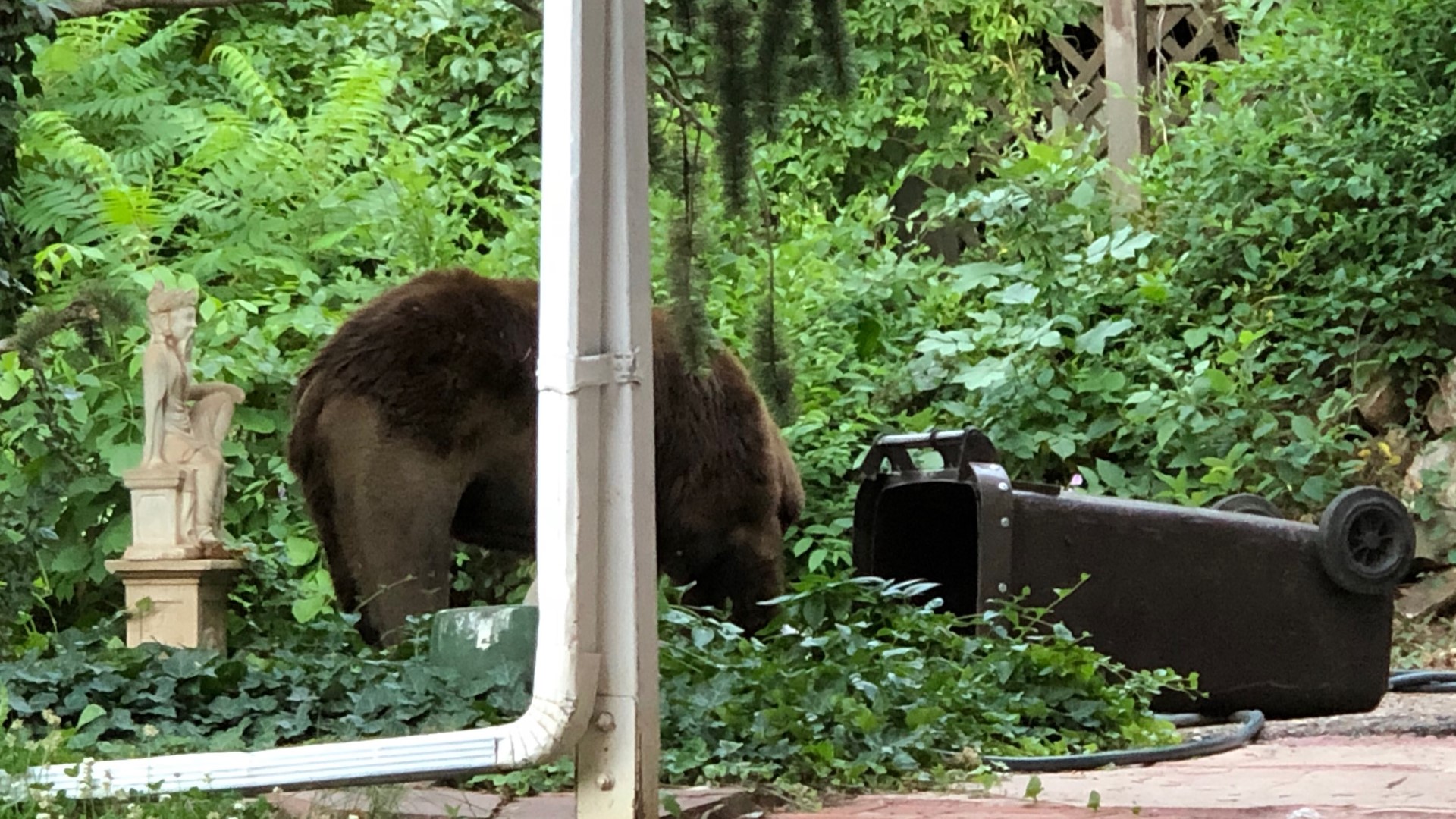 Humancaused bear deaths going up, raising forest health concerns