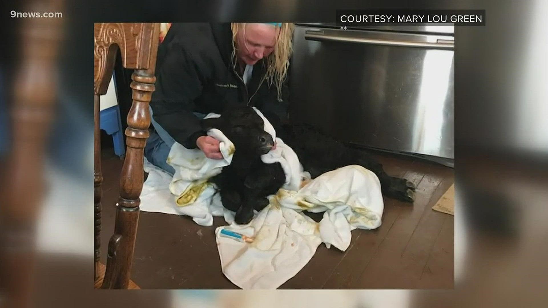 The ranch owners say they brought the calf into their kitchen to make sure it survived Wednesday's blizzard. The calf was freezing at the time, but has improved since then.