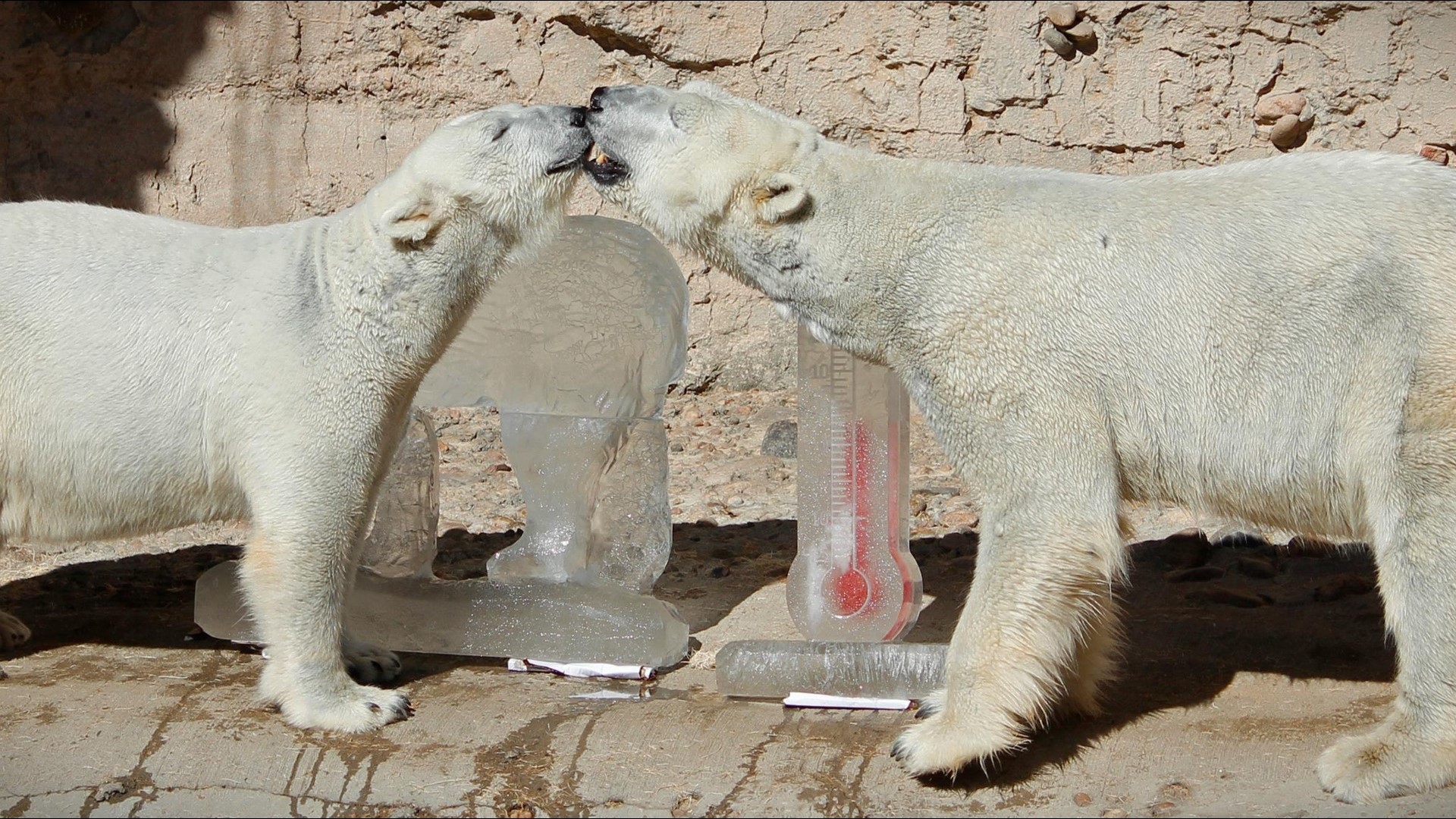 Both polar bears are leaving the Denver Zoo, and there's no timeline