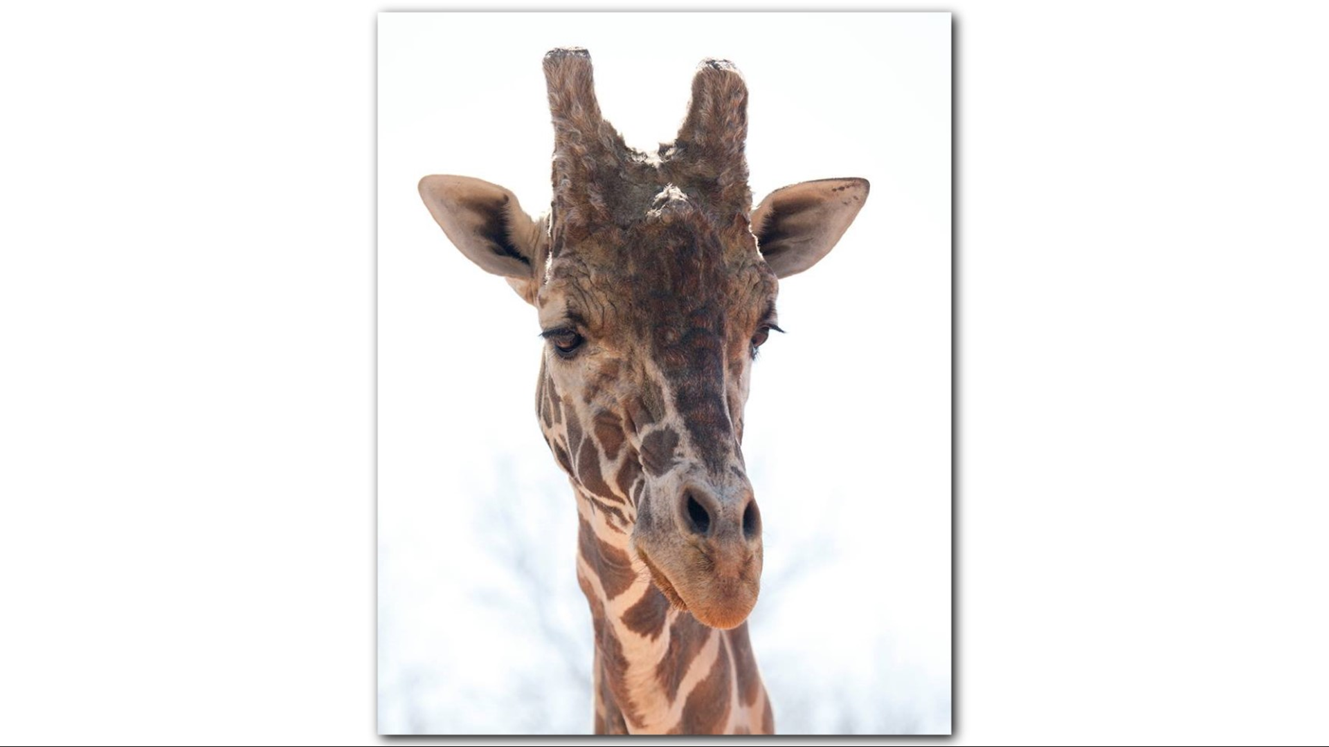 Dikembe, oldest male giraffe in North America (and Dobby's dad), dies ...