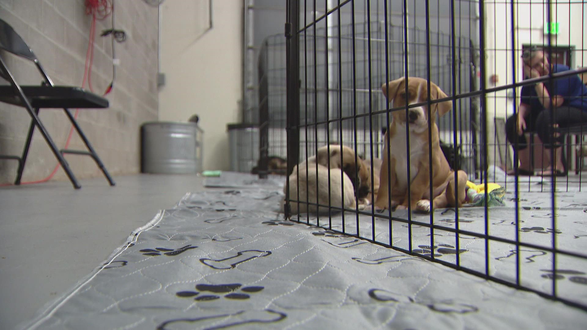 Higher costs for food, vet bills and gas are making it difficult for MAMCO Rescue to take in more puppies and stay open.