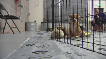 Englewood animal rescue struggles to stay afloat amid rising costs